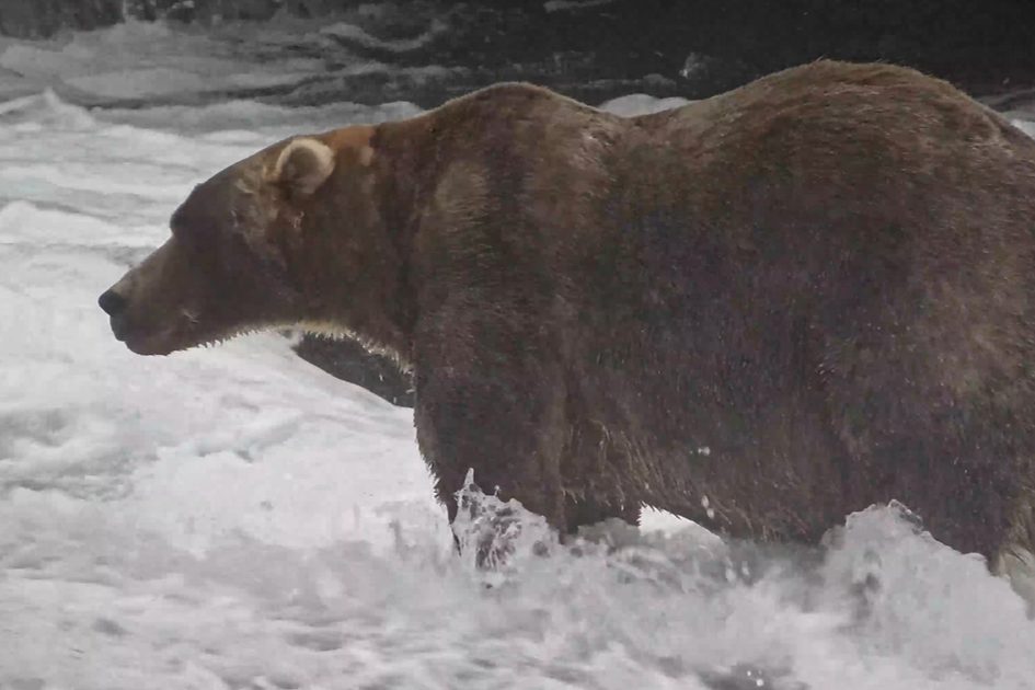 Backpack, Alaska’daki Fat Bear Week 2026’nın şampiyonu oldu