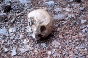 Gazipaşa'da 15 Aydır Kayıp Yaşlı Adamın Ormanda Kemikleri Bulundu