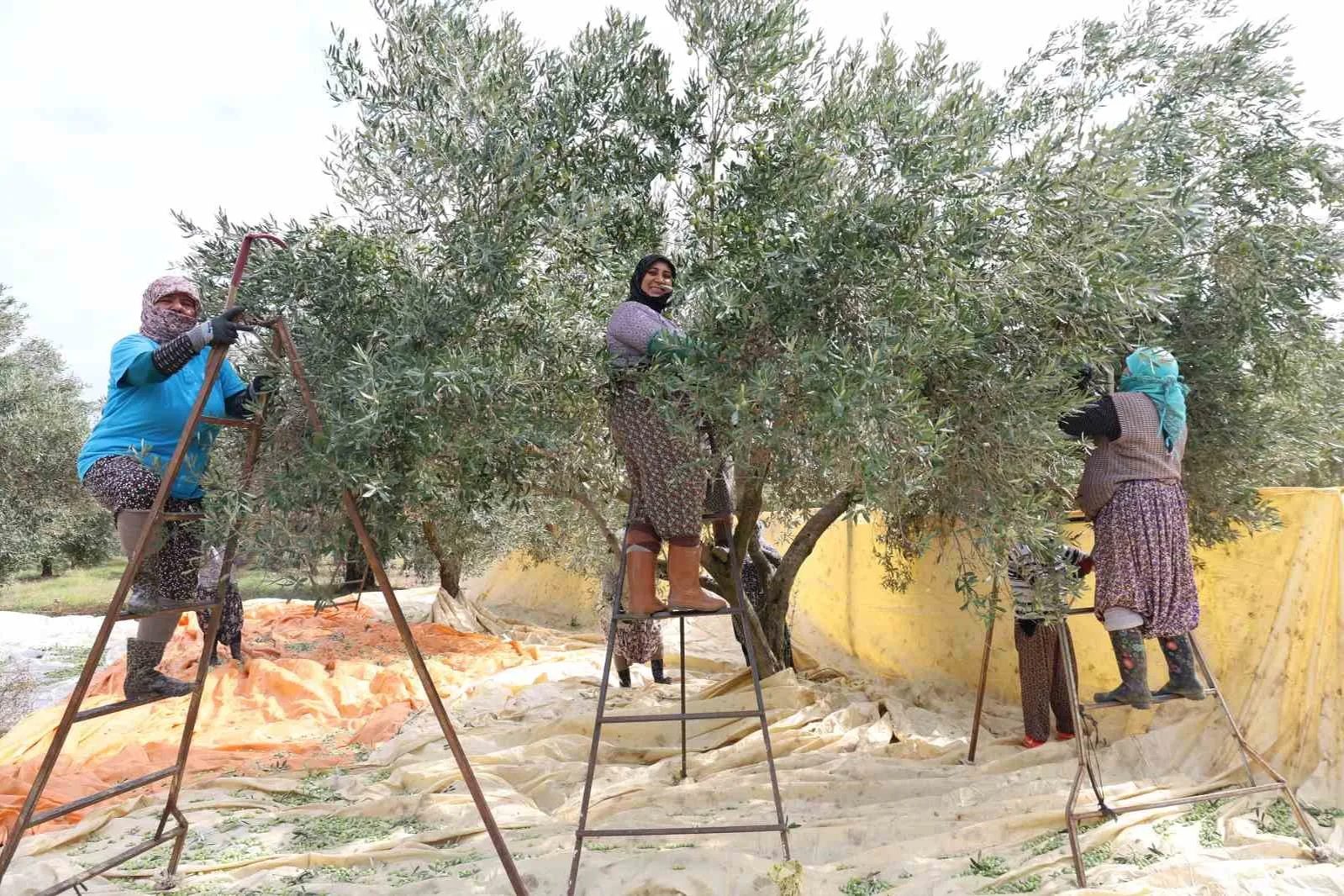 Aydın’da sofralık zeytin hasadı başladı, yevmiye 1000 lira