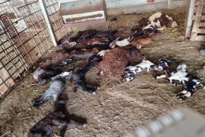 Batı Şeria'da hayvan zehirleme görüntüleri tartışma yarattı