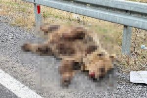 Erzincan-Refahiye yolunda ayıya araç çarptığı değerlendirildi