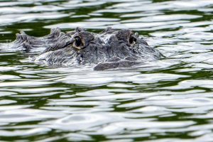 Florida'da balık tutan 71 yaşındaki adam, timsah saldırısında öldü