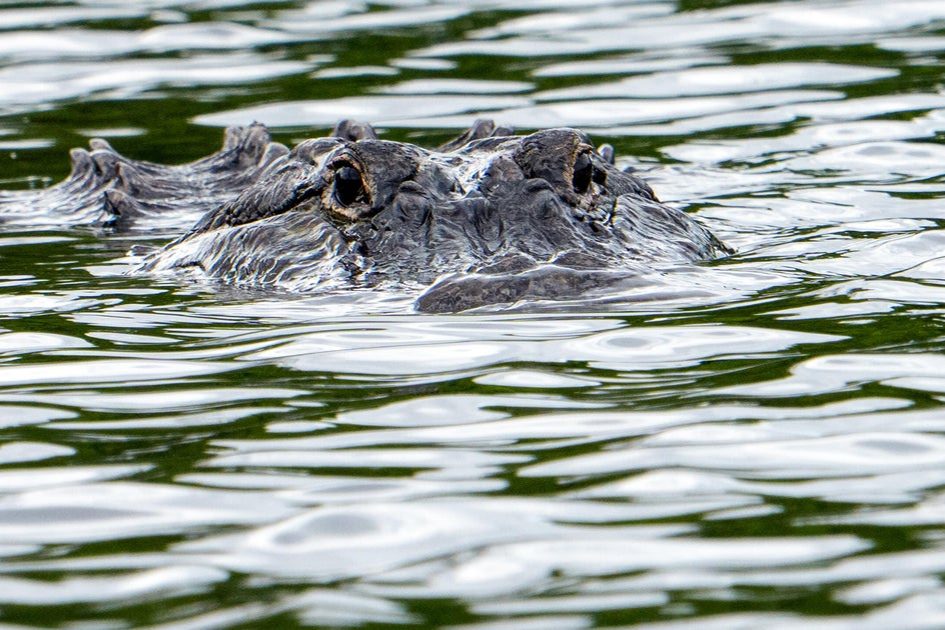Florida'da balık tutan 71 yaşındaki adam, timsah saldırısında öldü