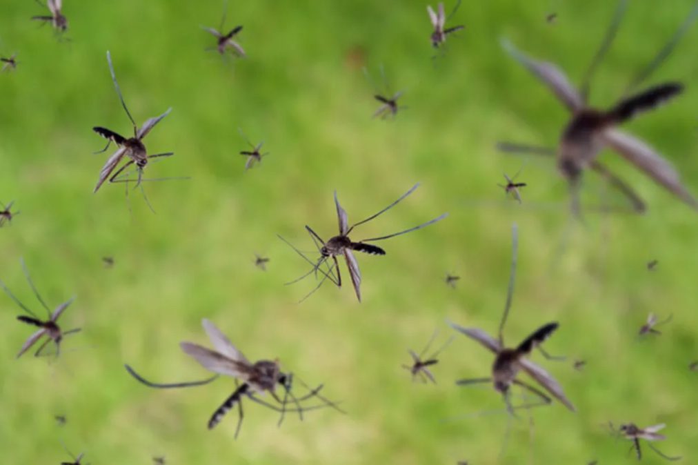 Google, ABD’de Wolbachia taşıyan erkek sivrisinekler salmayı planlıyor