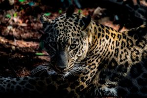 Hollanda’da iki leoparın bulunduğu bölmede bakıcı öldü