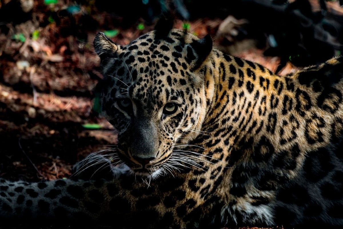 Hollanda’da iki leoparın bulunduğu bölmede bakıcı öldü