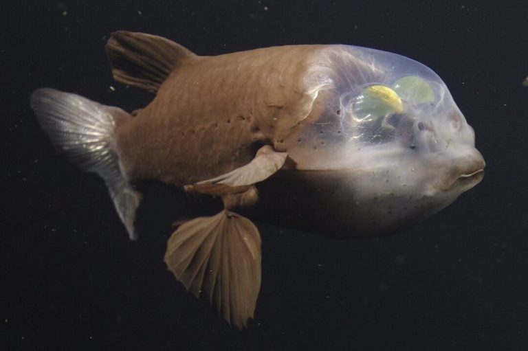 Şeffaf başlı barreleye balığı Kaliforniya açıklarında 4K görüntülendi