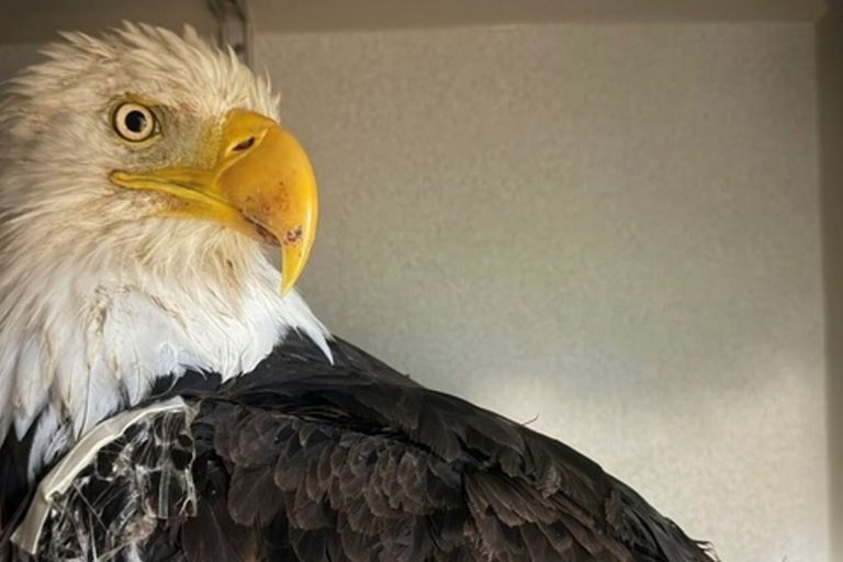 Kel kartal Jackie’nin ölüm nedeni kuş gribi çıktı