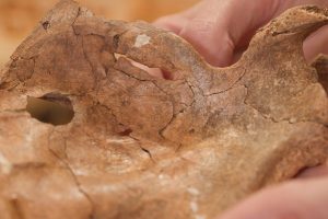 Neandertal Şanidar A'nın tahta mızrakla öldürülmüş olabileceği bildirildi