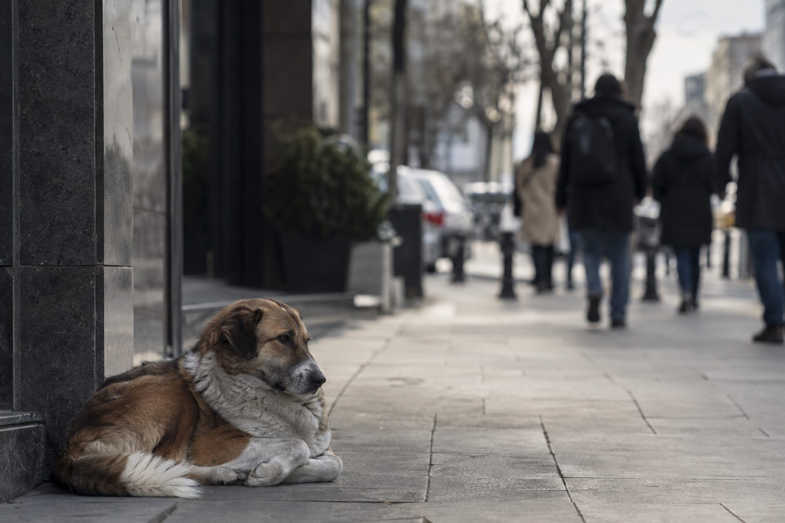 Şişli’de köpeğe istismar iddiası kameraya yansıdı