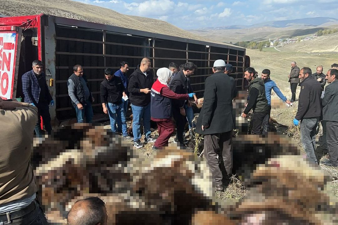 Tekman’da devrilen hayvan yüklü tırda 130 küçükbaş telef oldu