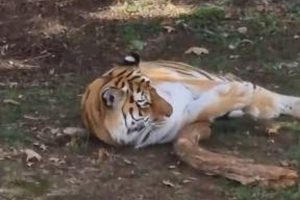 Yorkshire Wildlife Park, Altai'nin Öldürülmeyeceğini Açıkladı