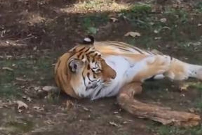 Yorkshire Wildlife Park, Altai’nin Öldürülmeyeceğini Açıkladı