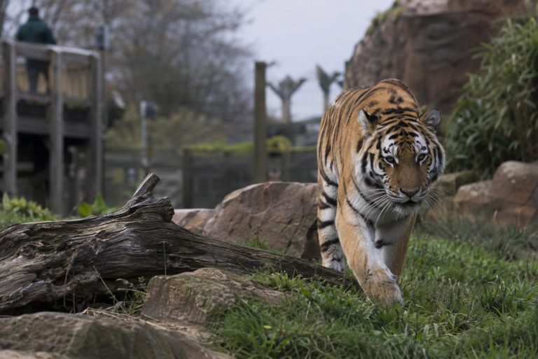 Yorkshire Wildlife Park’ta kaplan saldırısında bir kişi öldü